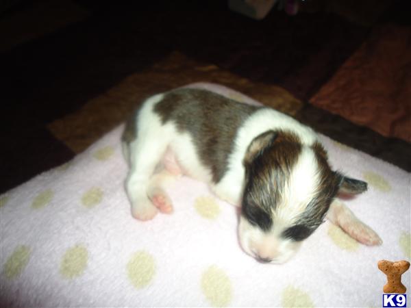 papillon puppies for sale